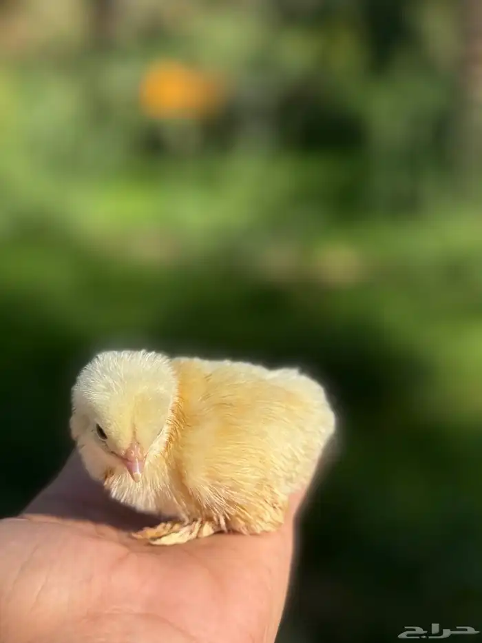 براهما - صيصان ابيض صك - اطباق بيض 1