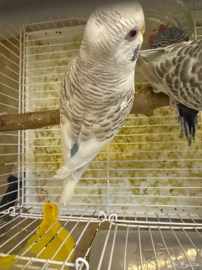 أزواج بادجي فالو (تم البيع) 11