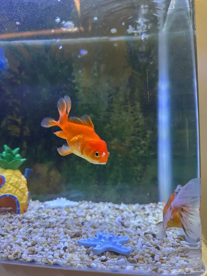 اسماك زينه 1