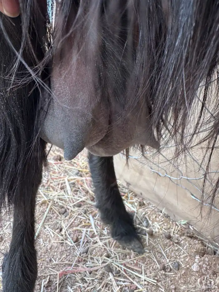 عنز قبرصيه حليب 4