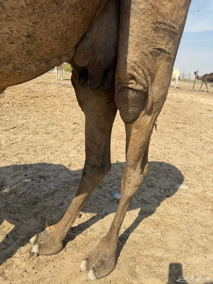 خلفة طيبه هداوة وحليب 2