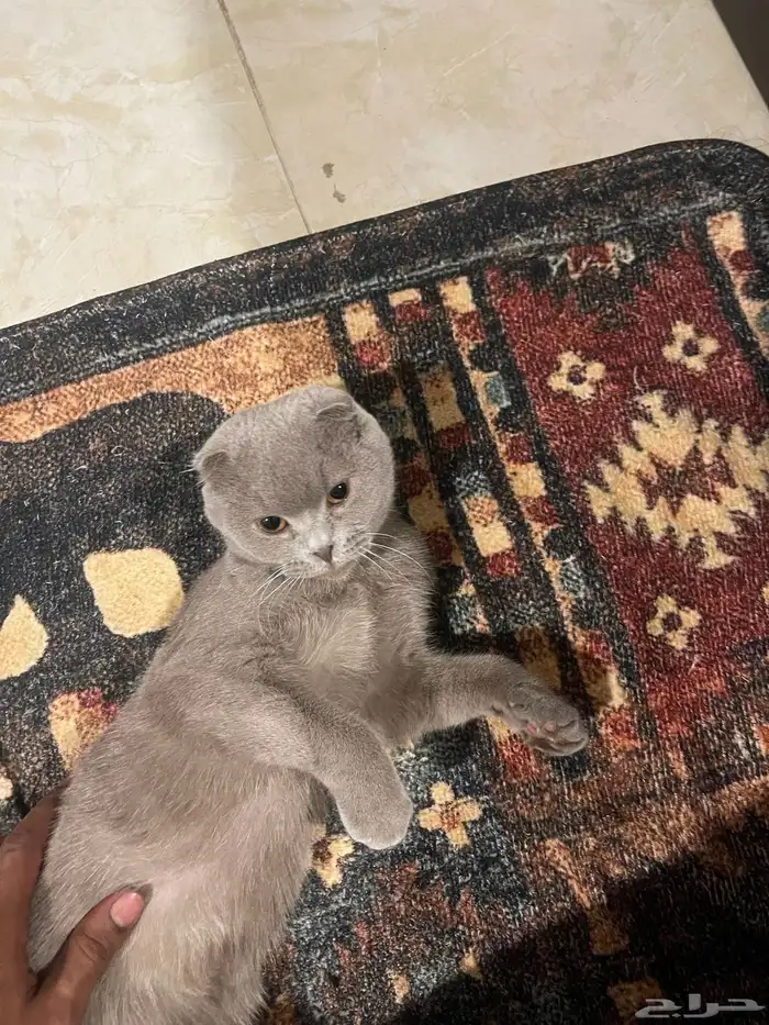 قطه انثى للتبني 1