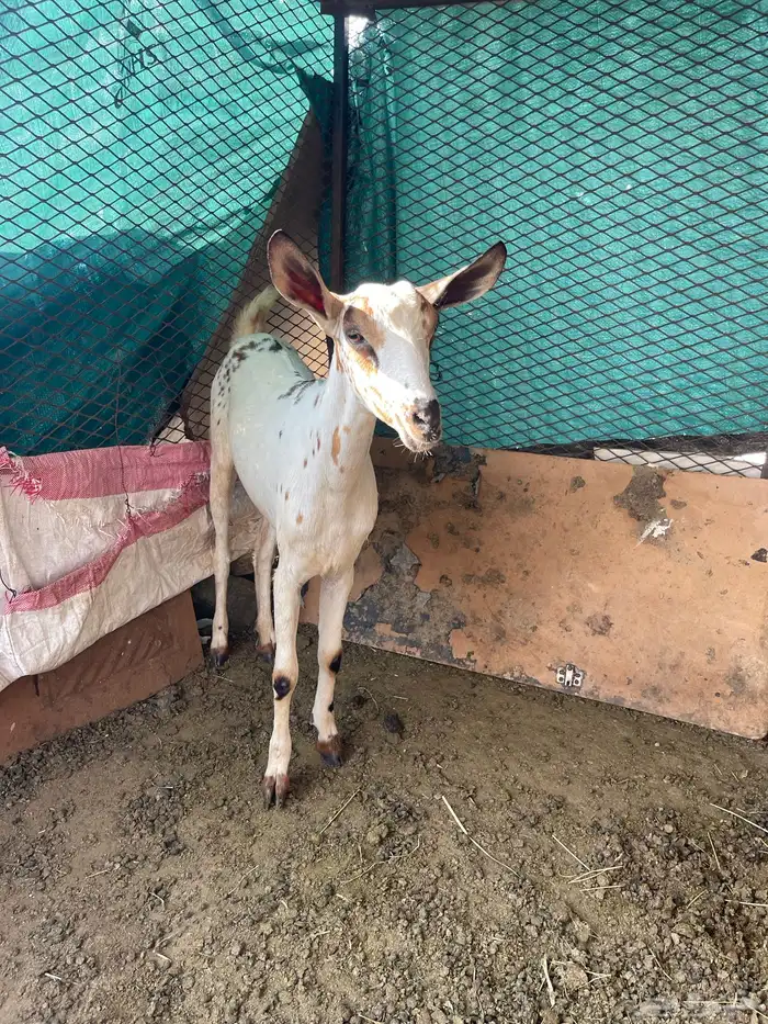 السلام عليكم 3