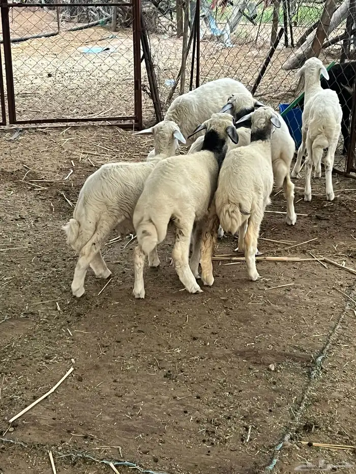 تهامة الباحة طليان 2