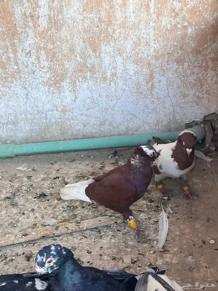 حمام شامي كش 1