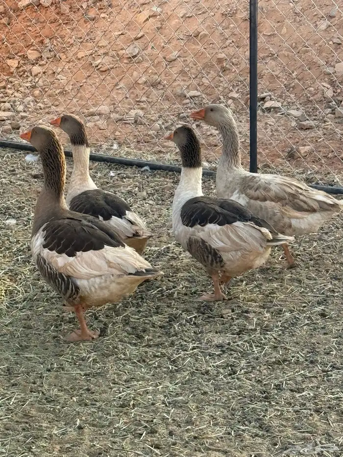 وز للبيع شروره 0