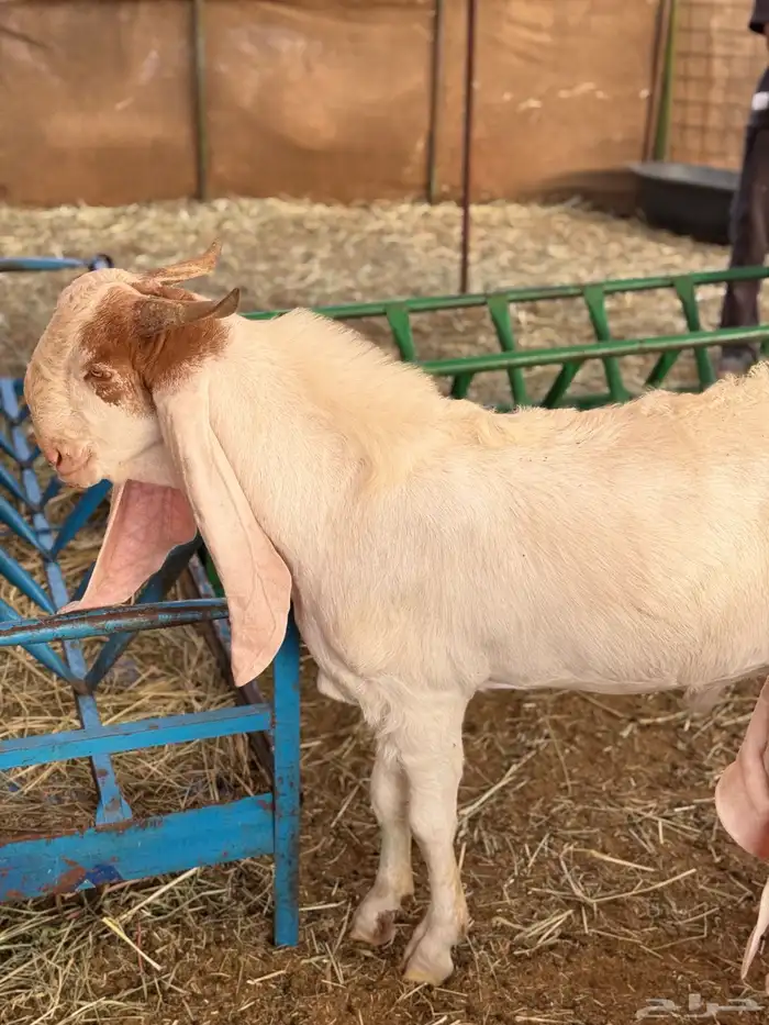 تيس مشروك صنف 1