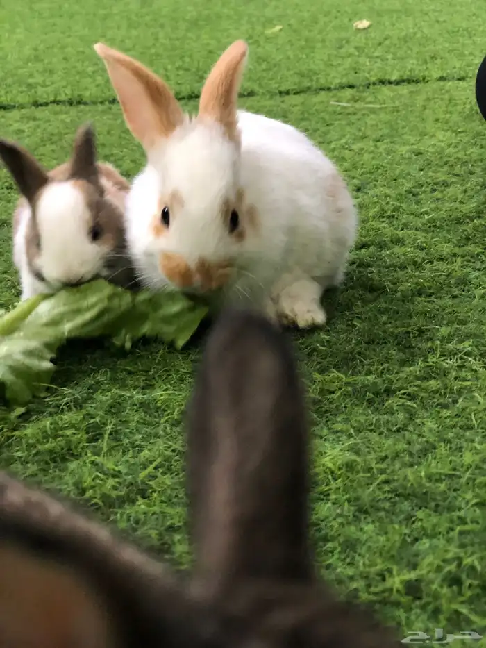 ارانب صغار 5