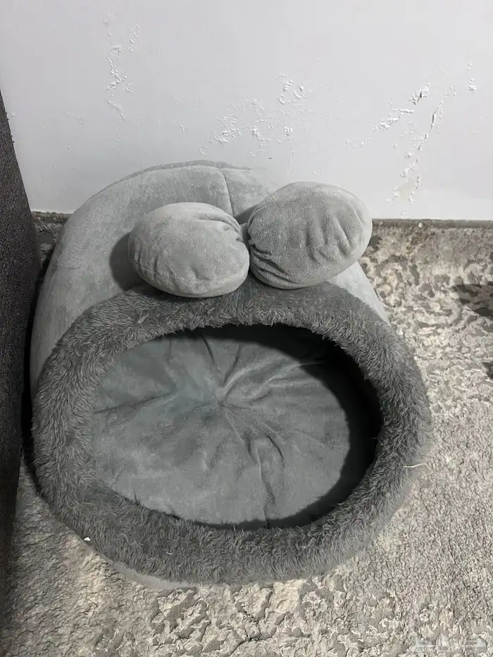 قطوه هملايا للتبني 1