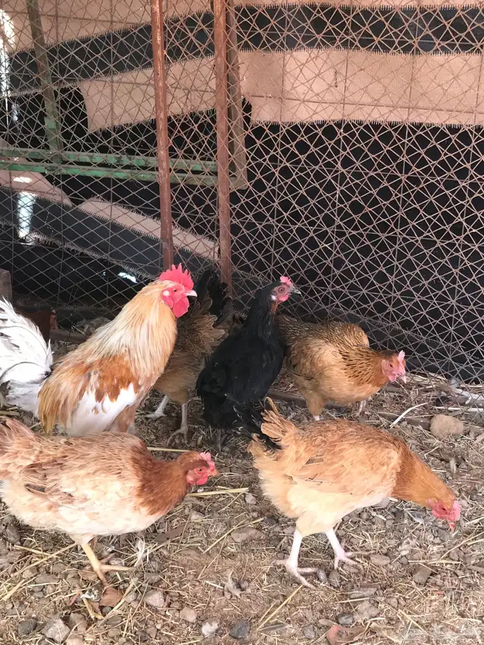 دجاج بلدي بياض 0