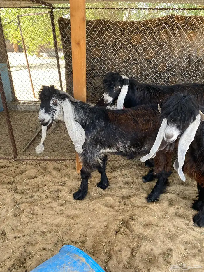 تيوس عوارض مشاريع للبيع 1