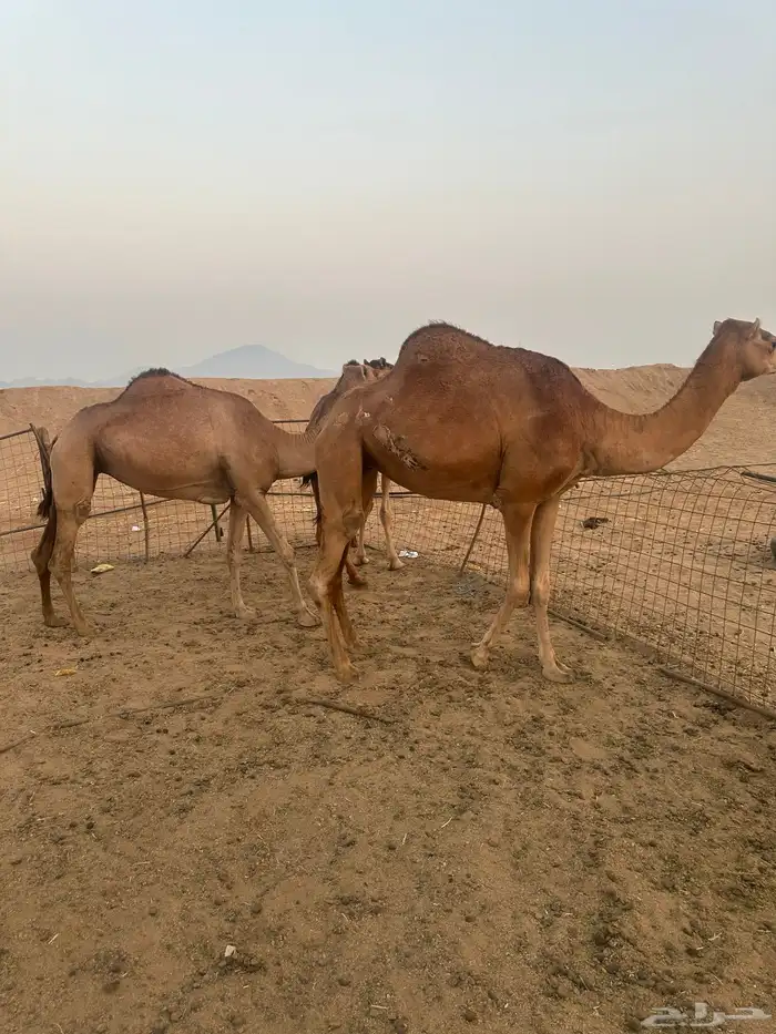 ناقتين سواحل على ضراب صغار سن 2