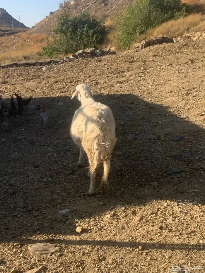 شاه حري دافع 5