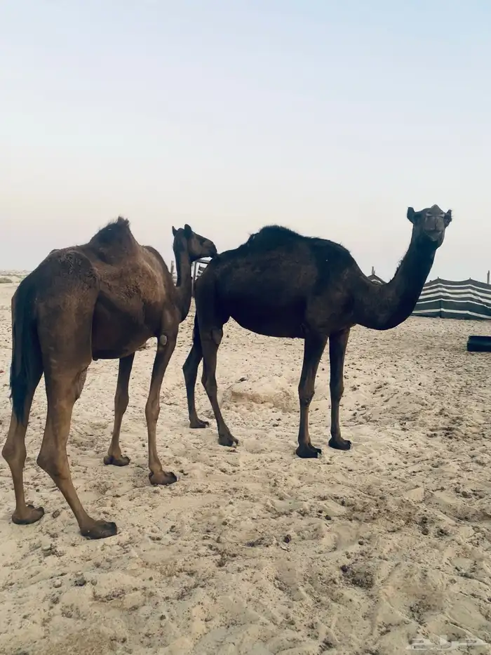 بكرتين ثنايا وحده متلي على ولاد ووحده ضروبه 0