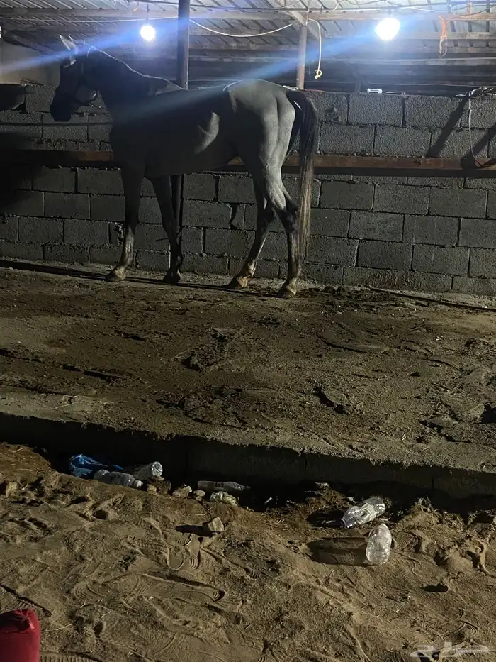 خيل شعبي 1