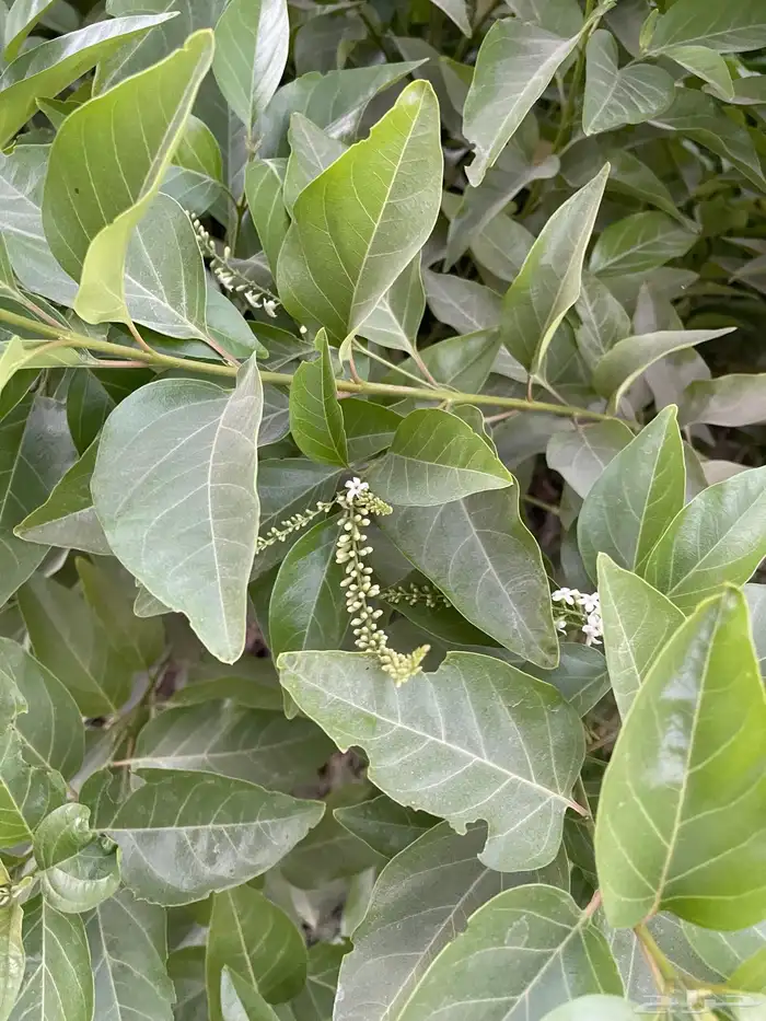 شتلات ياسمين استرالي تتحمل الحر 0