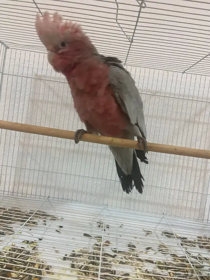 كوكاتو قالا فرخ 1