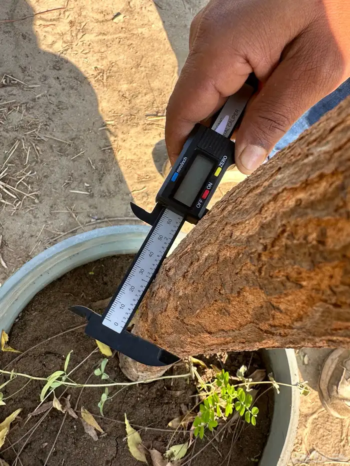 مشتل زراعي لبيع الاشجار بالجملة 12