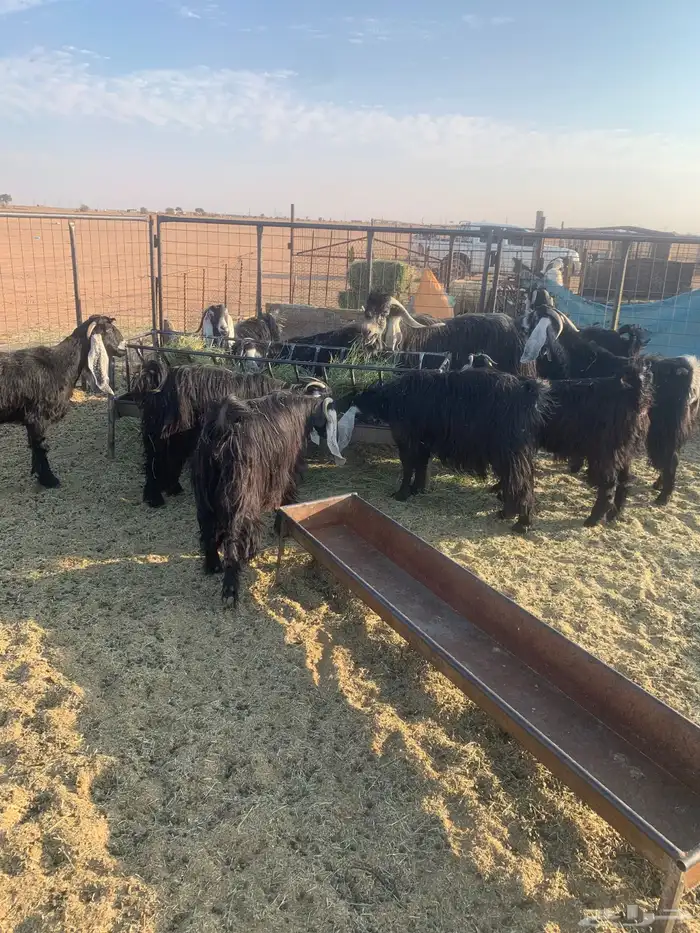 معزا عوارض فاخرات صنف الصنف( تم البيع ) 5