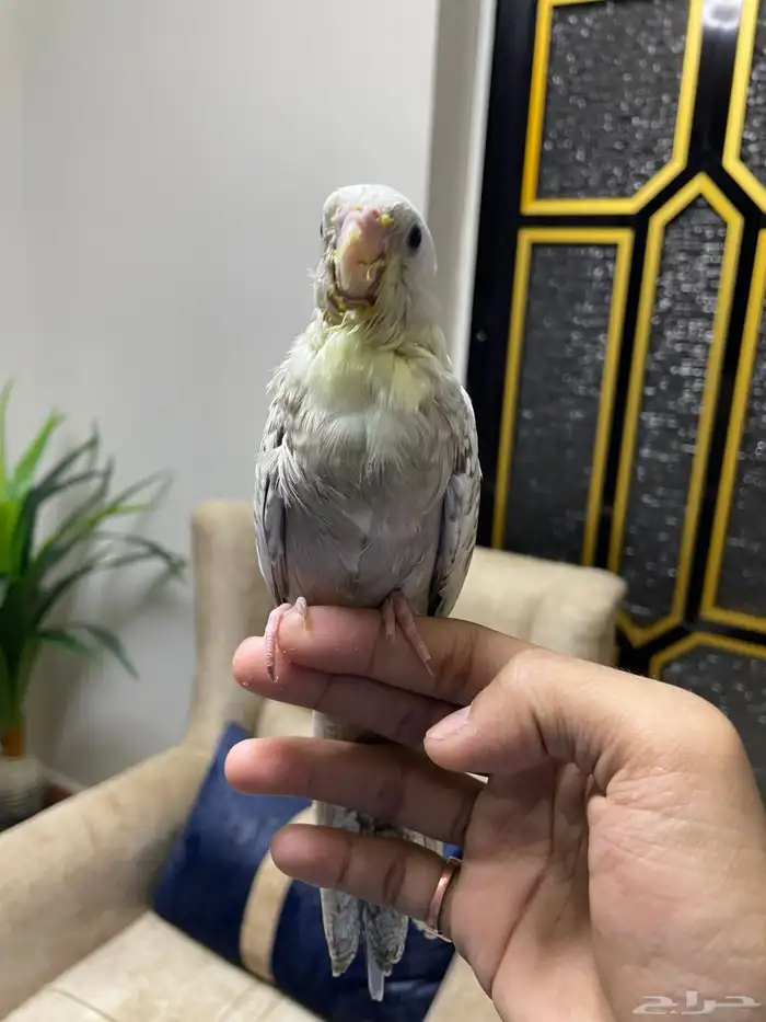 كروان للبيع عمره شهر و أسبوعين أتوقع 1