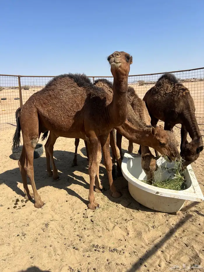 قعود احمر لون وغارب مشروع فحل 2