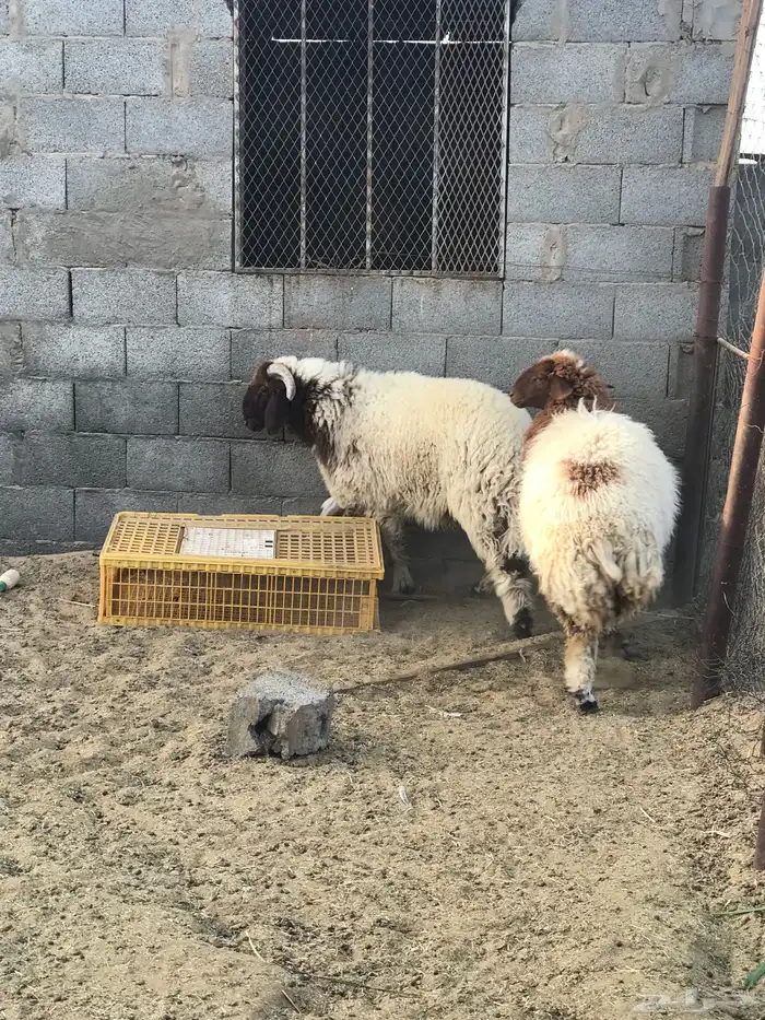 خروف نعيمي كنور 2