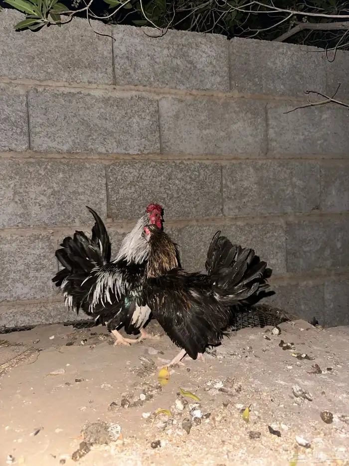 قلاب كورة ودجاج للبيع 19