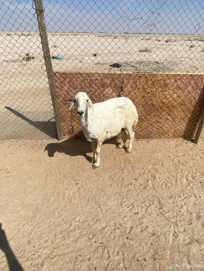 شاه دافع سنها سدس البيع سمح 0