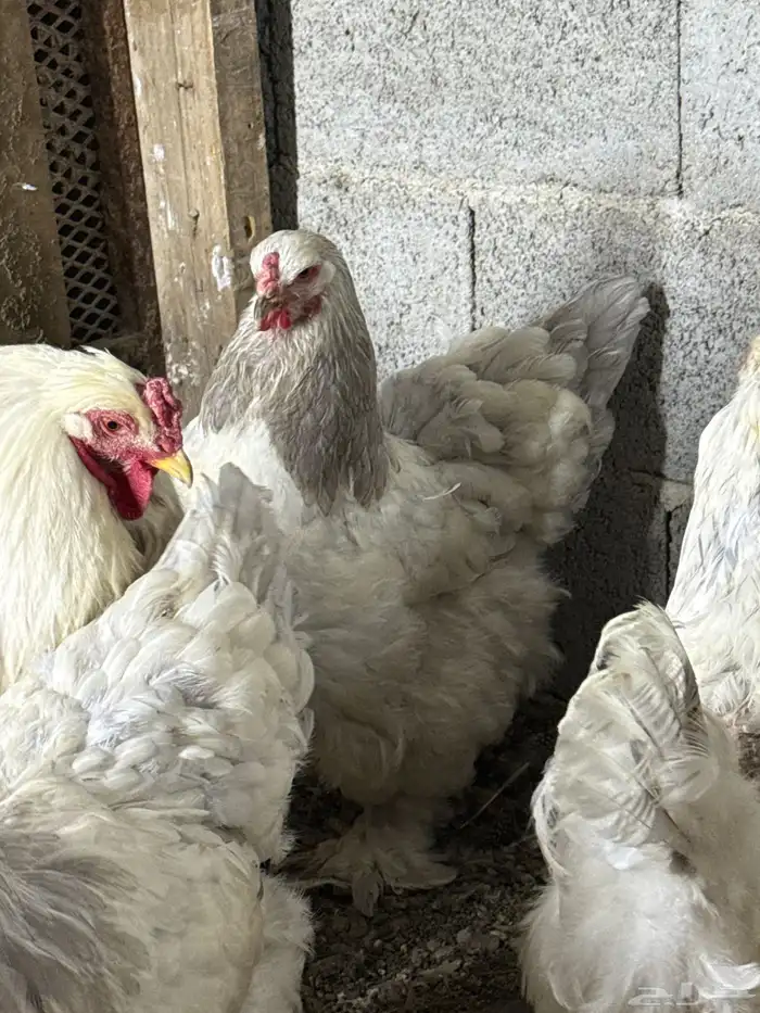 دجاج براهما 2