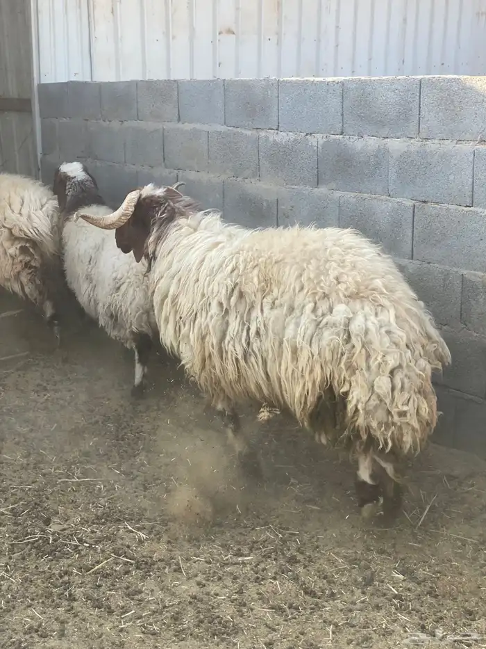 للبيع رخال نعيمي الصحه والسلامة شرط 3