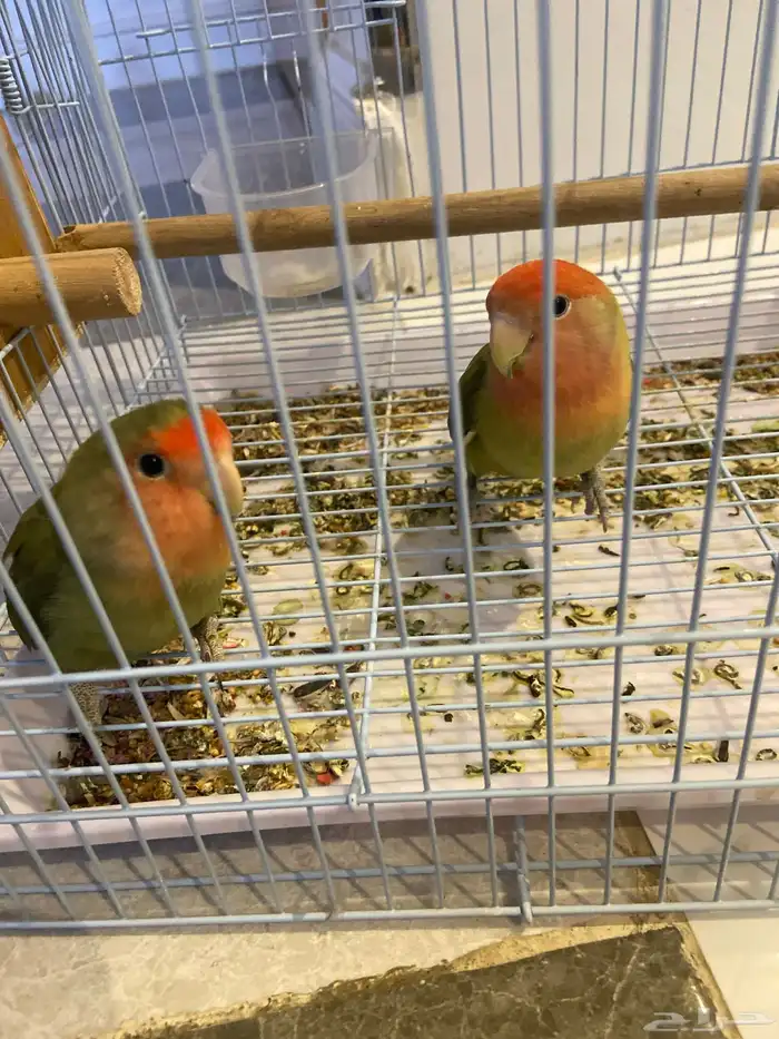 اعرض لكم طيور ورز 0