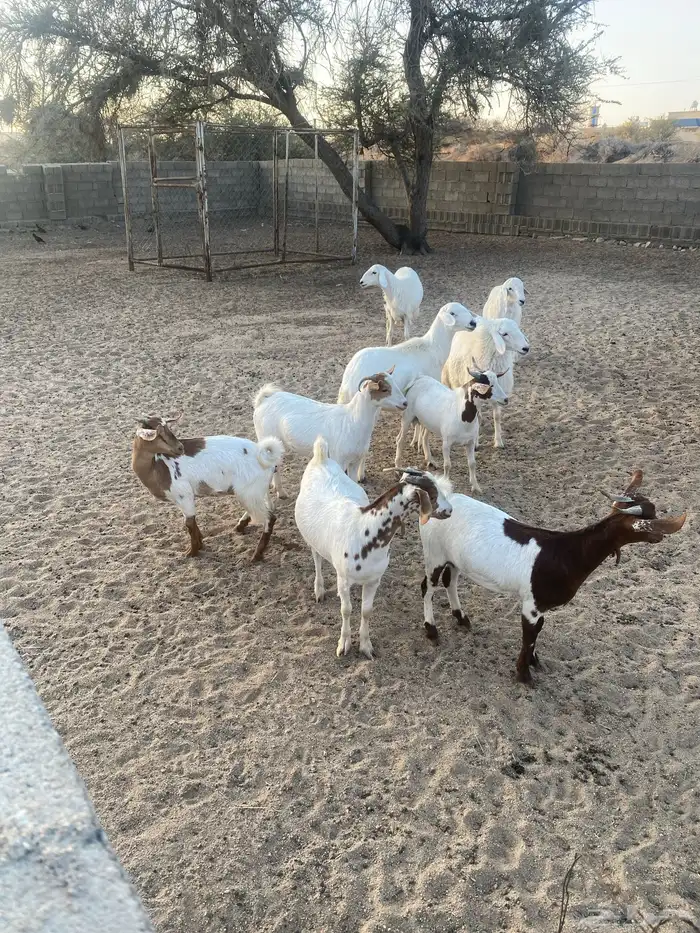 حلال نضيف للبيع 0