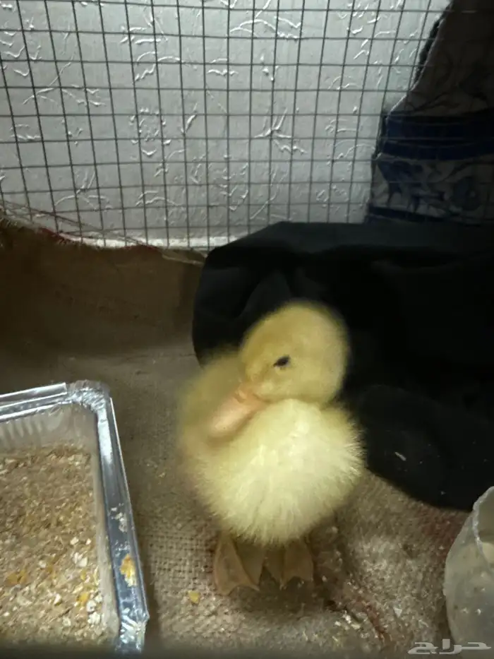 بطه مجان ا العمر 9 ايام 0