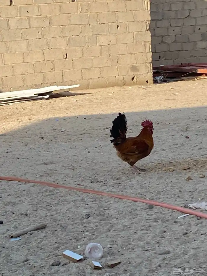 للبيع ديكين 2