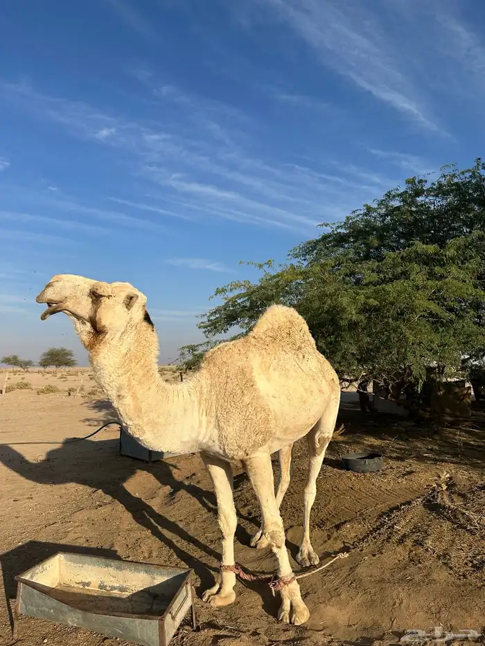 بعير علياني رباع 0