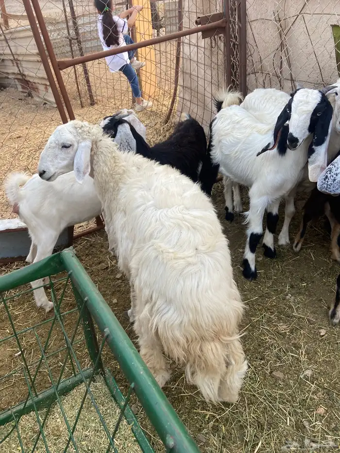 رخال 2 و 3تيوس و 3 جفار 5