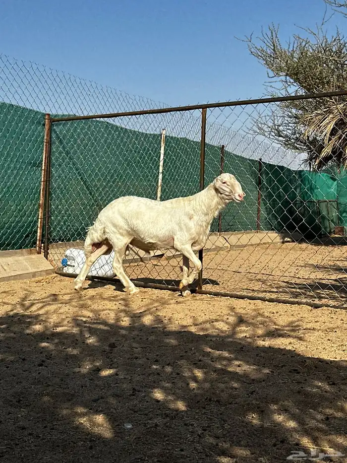 فحل اصفر ابرص 3