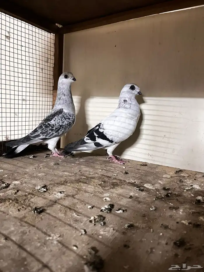 جوز بوز حمام 0