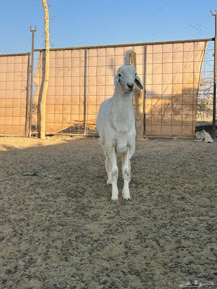 مشروع فحل صنف 4