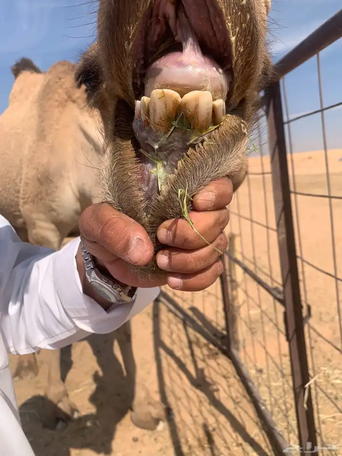 سلام عليكم ورحمة الله وبركاته 4