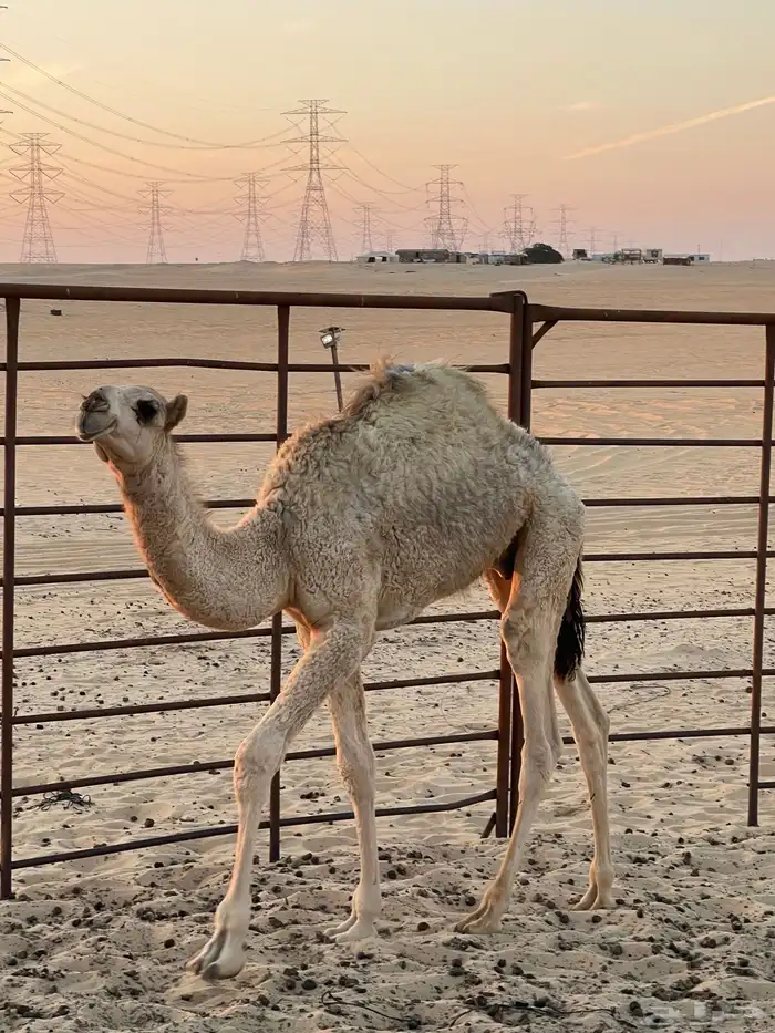 قعود للبيع 4