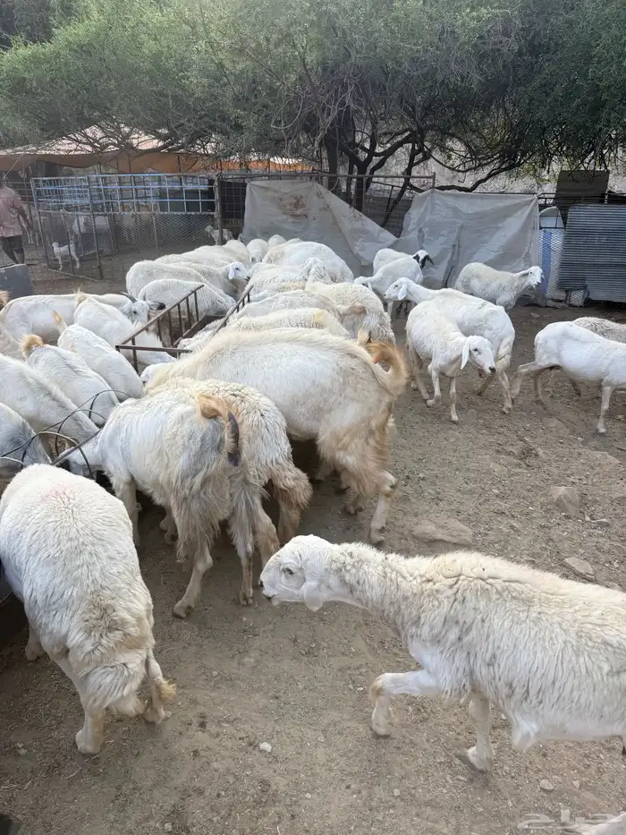 غنم البيع العدد 75 تحتها 8 1