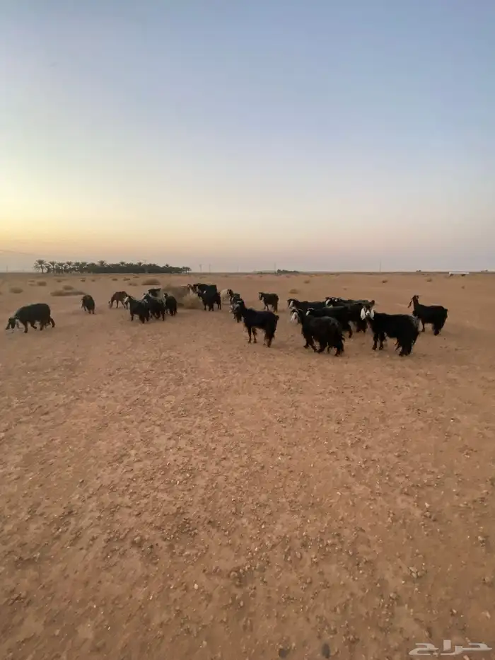 للبيع معزا 4