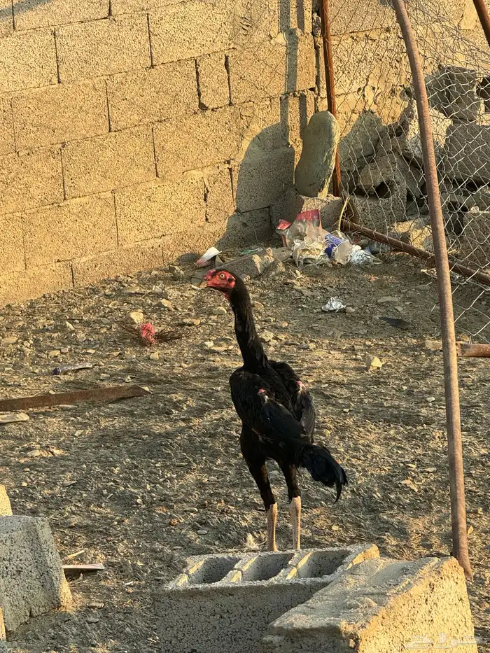 ديك شاكو الماني للبيع 0