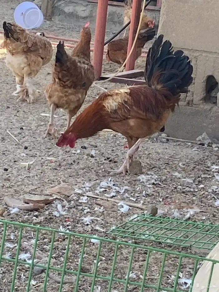 للبيع ديكين 0