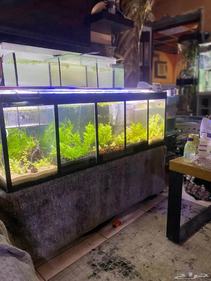 تفصيل احواض سمك وزواحف او صيانه الحوض 4