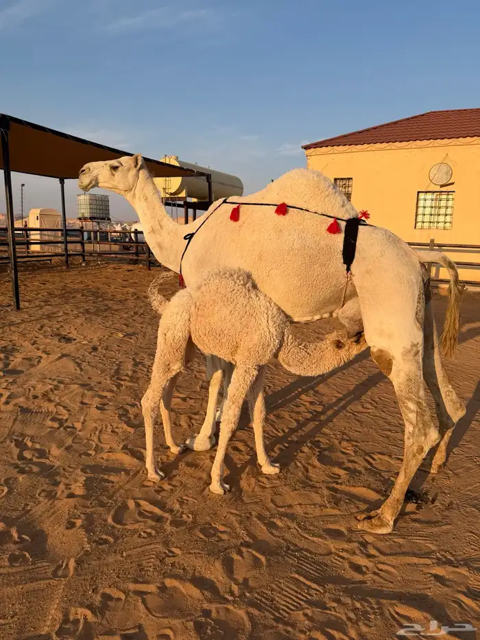 ناقه خلفه مصغر منيحه وتحتها بكره طيبه 0