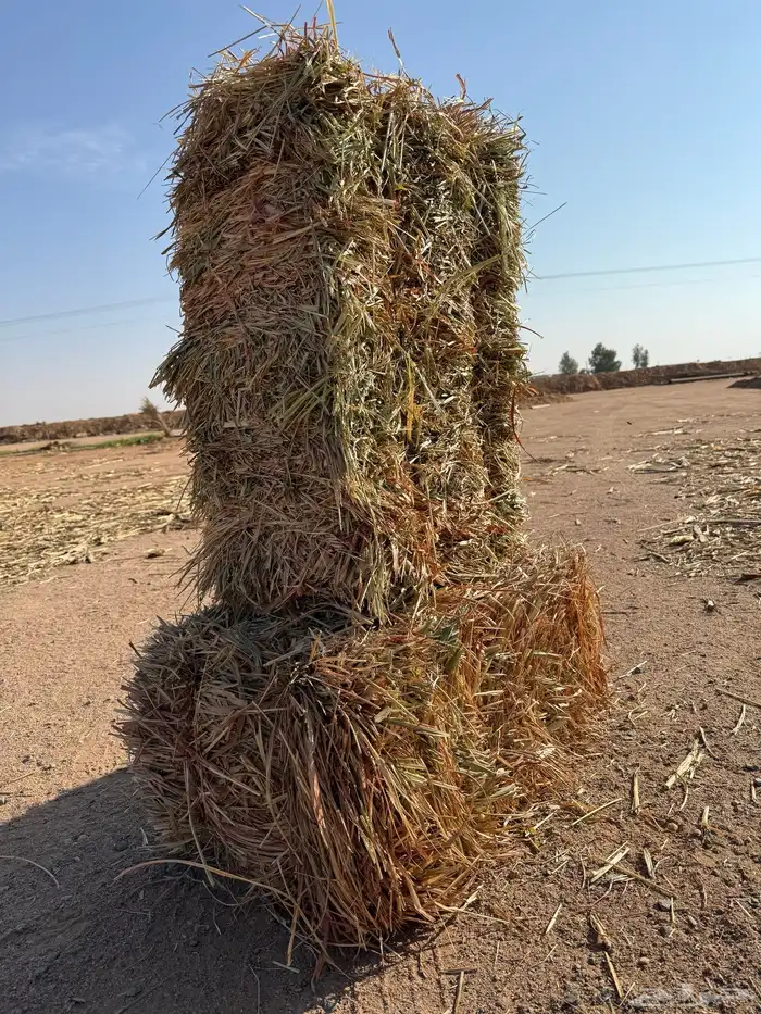 ذرة جيزانيه ناعمه   برسيم صافي ورق 1