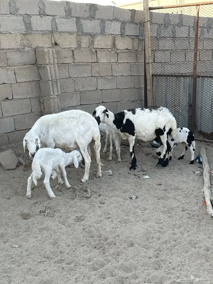 شاتين وليد 0