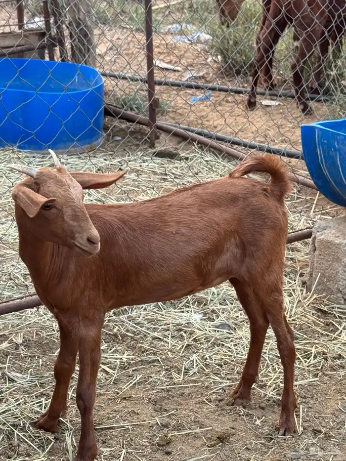 جفرة وتيس دهم بلدي صافي 1